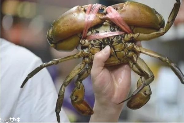 三门青蟹和福建青蟹的区别,越南蟹和青蟹有什么区别