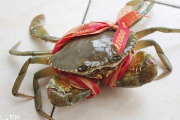 三门青蟹的特点介绍,三门青蟹的特点