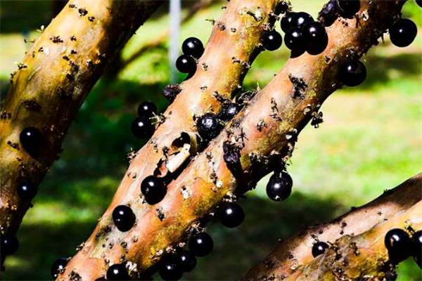 树葡萄营养价值高吗?,树葡萄营养