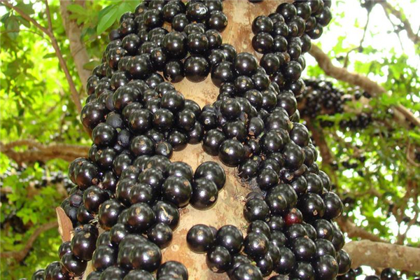 树葡萄怎么泡酒,树葡萄泡酒的制作方法