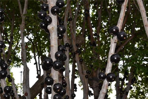 树葡萄的籽能吃吗,葡萄籽吃了有什么影响