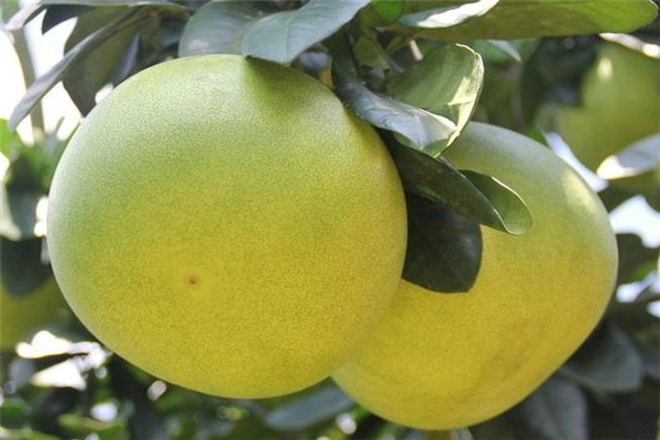 葡萄柚和蜜柚的区别,葡萄柚和蜜柚是同一种吗 葡萄柚和蜜柚的区别,葡萄柚和蜜柚是同一种吗