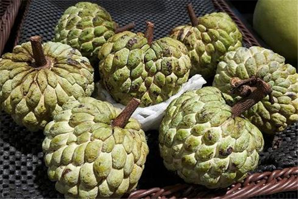 释迦果几月份吃最好,释迦果哪月份可以吃