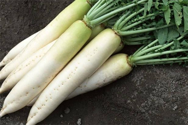 白萝卜算不算发物,白萝卜和胡萝卜是发物吗?