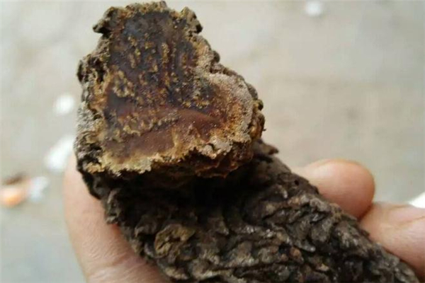 肉苁蓉硬的好还是软的好,肉苁蓉软的好还是硬的好/公斤多少銭