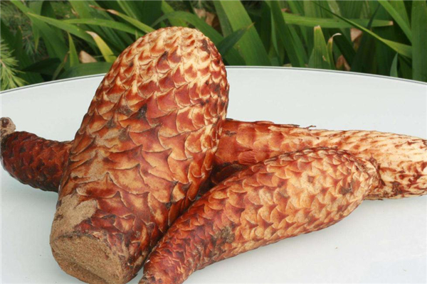 肉苁蓉能长期服用吗,长期饮用肉苁蓉有没有副作用