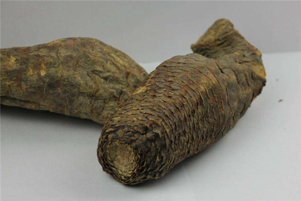 肉苁蓉要放冰箱吗,肉苁蓉可以放冰箱吗