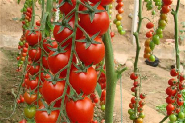 哺乳期吃圣女果好吗?,哺乳期能吃圣女果吗? 哺乳期吃圣女果好吗?,哺乳期能吃圣女果吗?