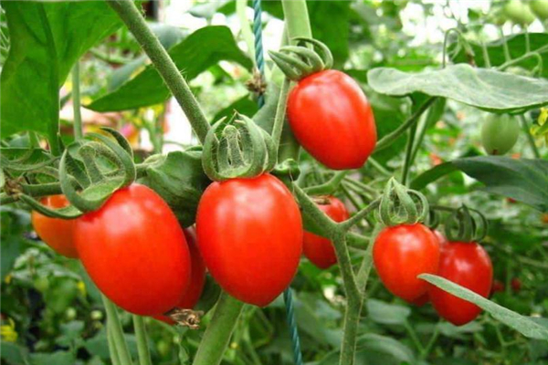 圣女果热量是多少卡,圣女果热量是多少