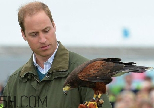 秃顶的人聪明吗,秃顶的人是不是很聪明