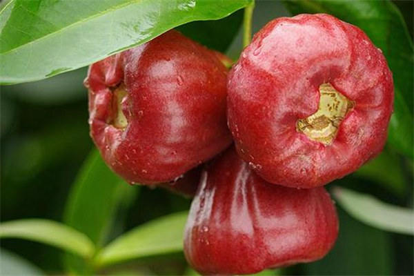 莲雾吃起来很涩是为什么,莲雾有点涩怎么办