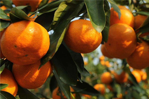 椪柑容易上火吗,椪柑会上火吗