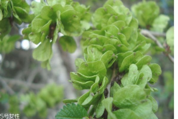 榆钱的功效和作用禁忌,榆钱的药用功效