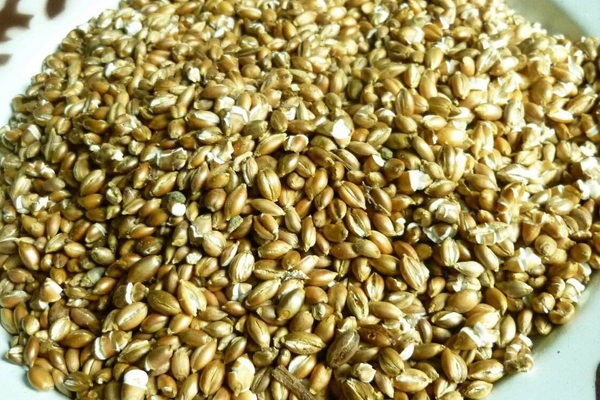 青稞酒的传说,青稞酒的传说山西汾酒