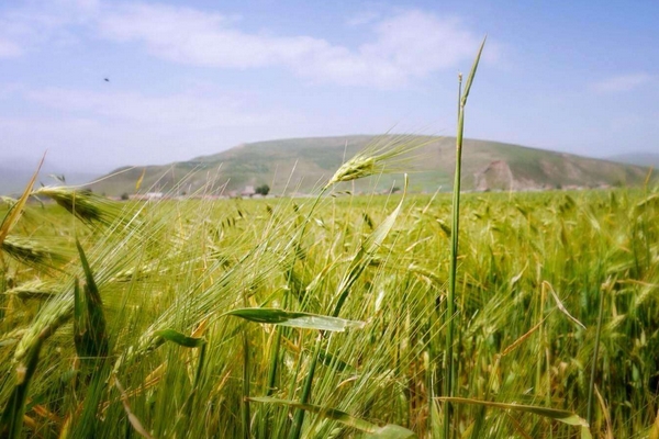 青稞酒的功效和作用禁忌,青稞酒的功效和作用