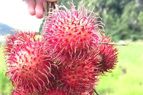 红毛丹的营养成分,红毛丹有什么营养