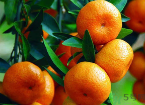 桔子可以保存多久(桔子可以保存多久)