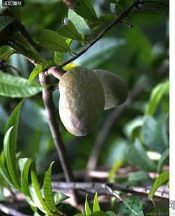 牛心果的价值(牛心果好吃吗)