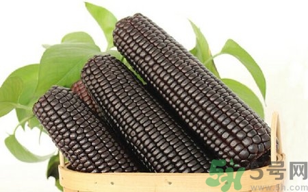 黑玉米的功效作用(黑玉米的功效作用)