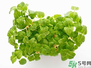 紫苏的功效和作用(紫苏的功效和作用的功能和主治)