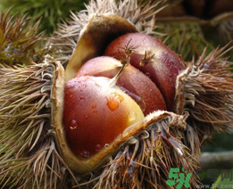 吃板栗的注意事项(吃板栗的注意事项)