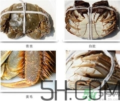 毛蟹和大闸蟹的区别(毛蟹和大闸蟹的区别图)