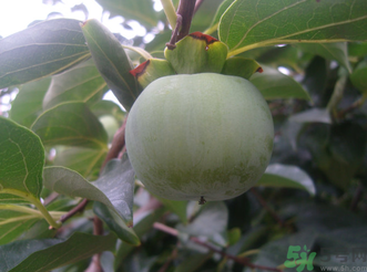 青柿子泡酒的方法(青柿子泡酒的方法) 青柿子泡酒的方法(青柿子泡酒的方法)