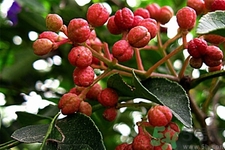 花椒的药用价值(花椒的药用价值及功效)