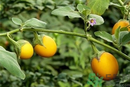 蛋树的价值(蛋树的资料)