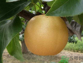 梨子皮怎么洗干净(梨子皮怎么洗干净)