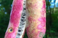 野香蕉可以吃吗(野香蕉可以吃吗)