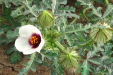 高丝是哪个国家的呢(高丝是哪个国家的品牌)