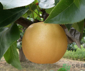 丰水梨的功效和作用(丰水梨的功效和作用及禁忌)