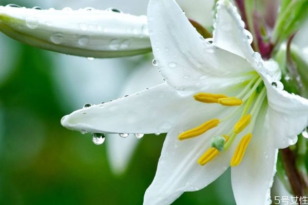 百合有什么营养价值呢(百合有啥营养价值)