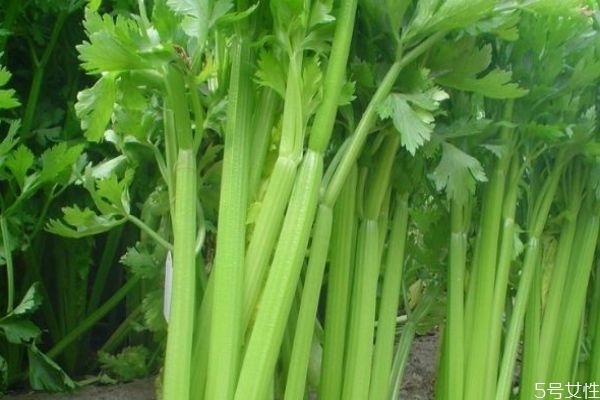 西芹的生长环境是怎么样的呢(西芹适合什么环境生长) 西芹的生长环境是怎么样的呢(西芹适合什么环境生长)