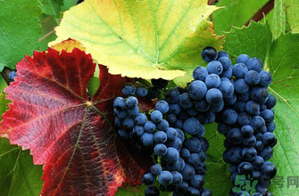 玫瑰香葡萄营养价值(玫瑰香葡萄营养价值及功效和作用)