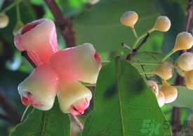 水蒲桃的营养价值(水蒲桃的营养价值) 水蒲桃的营养价值(水蒲桃的营养价值)