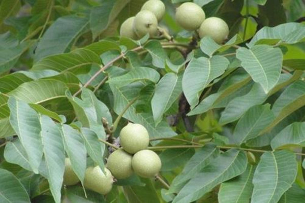 粉扑需要打湿使用吗,粉扑用之前要弄湿吗