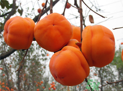 吃完螃蟹多久才能吃柿子(吃了螃蟹以后多久能吃柿子) 吃完螃蟹多久才能吃柿子(吃了螃蟹以后多久能吃柿子)