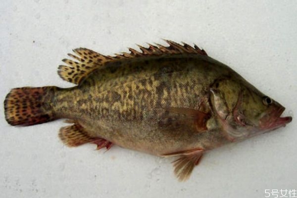 粉饼要用海绵还是粉扑,粉饼应该用什么样的粉扑 粉饼要用海绵还是粉扑,粉饼应该用什么样的粉扑