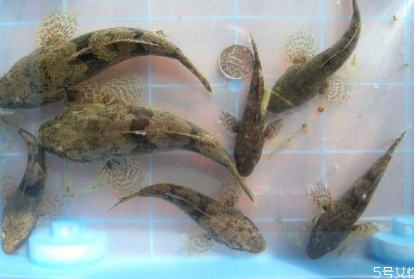 沙鳢的生长环境是怎么样的呢(沙生植物的生长环境有什么特点)