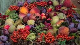 无籽葡萄是转基因吗(无籽葡萄是转基因吗)