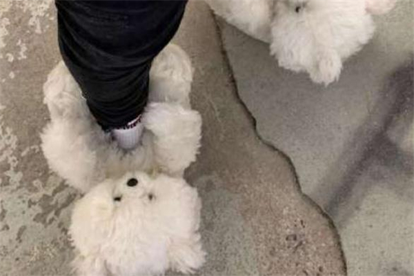 泰迪狗鞋子怎么买,泰迪熊和鞋子