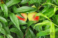 蟠桃由来和产地(蟠桃是谁种的)