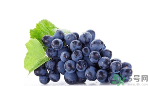 孕妇吃黑加仑的注意事项(孕妇能吃黑加仑)