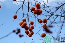 柿子的作用(柿子的作用和功效)