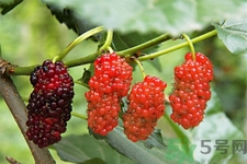 桑葚的适用人群(桑葚的适用人群)