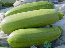 西葫芦的做法(西葫芦的做法家常菜做法) 西葫芦的做法(西葫芦的做法家常菜做法)