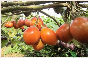 什么样的防晒霜好(防晒霜哪个牌子的最好用)