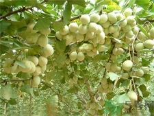 白果的吃法(白果的吃法和功效)